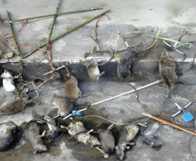 DICH VỤ DIỆT CHUỘT